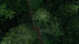 森林恐怖片 图7