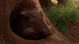 白獅 圖4