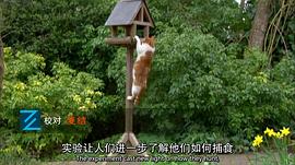 觀察小貓日記400字 圖9