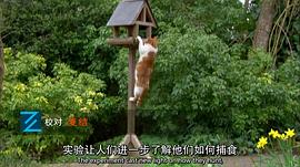 地平线系列：小猫日记 图7