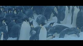 帝企鹅的电影叫什么 图1
