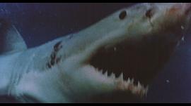 大白鲨电影普通话 图6