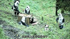 熊猫淘淘 图6