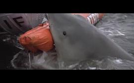 大白鲨电影国语版免费 图5