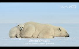 北极熊带两个熊宝宝的纪录片 图1