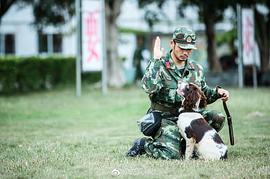 奇兵神犬 图4