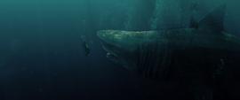巨齿鲨 图2