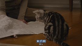 咕咕是一只猫电视剧 图9
