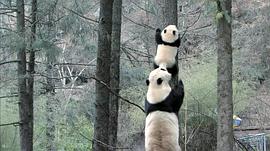 熊猫顺顺 图7