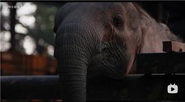 纳勒迪：一只小象的故事 图1