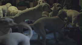 《流浪狗》电影 图3