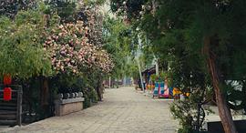 我在路上最愛你黃圣依喝的茶 圖2