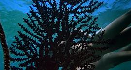 重回蓝色珊瑚礁和蓝色珊瑚礁 图7