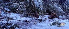 血染雪山紅 圖7