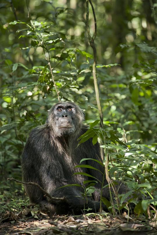 黑猩猩能打过花豹吗