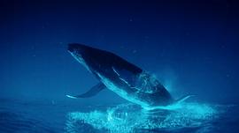 10种已灭绝的最大鲸鱼 图6