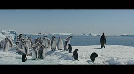 企鹅日记电影 图10