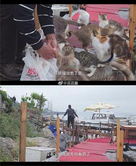 爱猫之城经典语录电影 图6