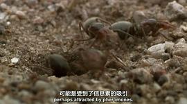 BBC 自然世界：沙漠螞蟻帝國 圖3