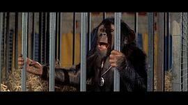有黑猩猩的电影 图1