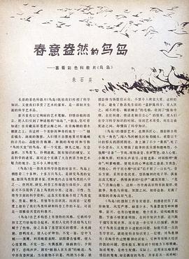 鳥(niǎo)島 圖2