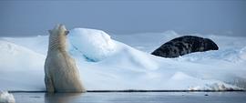 最大北极熊1407公斤图片 图3