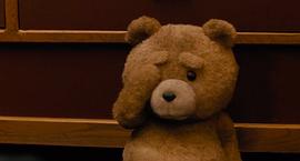 泰迪熊1百度百科 图8
